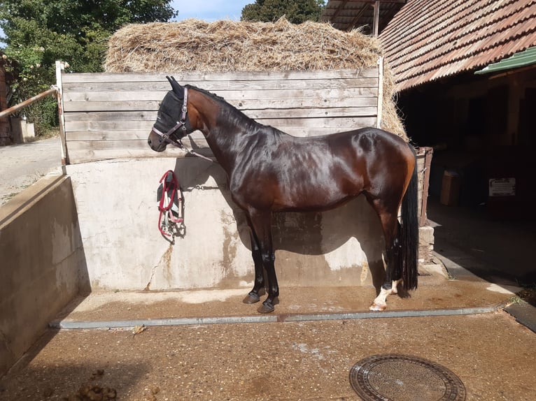 Württemberger Giumenta 5 Anni 167 cm Baio in Emmendingen