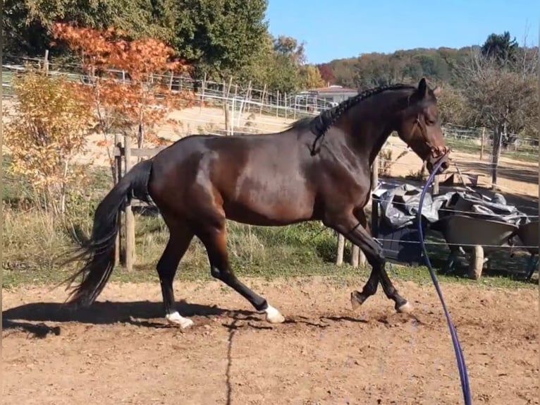 Württemberger Giumenta 5 Anni 167 cm Baio in Emmendingen