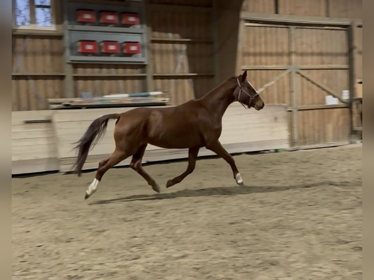 Württemberger Giumenta 5 Anni 167 cm Sauro in Duggendorf