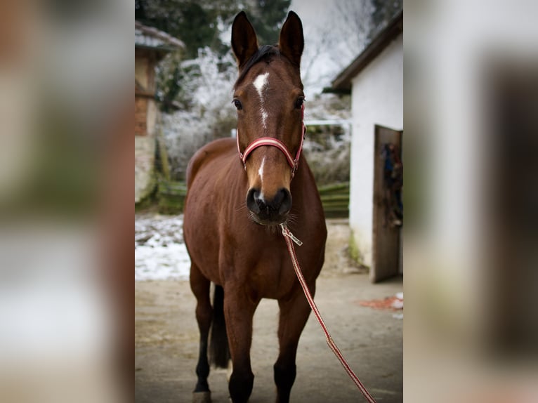 Württemberger Giumenta 7 Anni 163 cm Baio in Ertingen