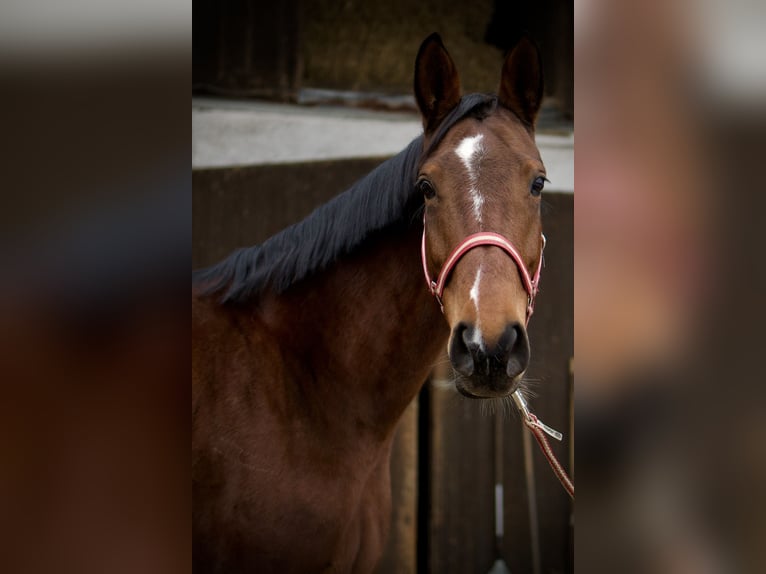 Württemberger Giumenta 7 Anni 163 cm Baio in Ertingen