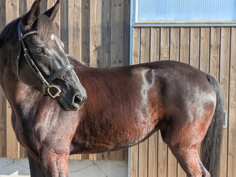 Württemberger Giumenta 7 Anni 165 cm Morello in Balingen