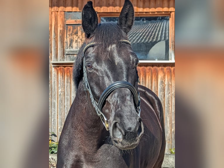 Württemberger Giumenta 7 Anni 165 cm Morello in Balingen