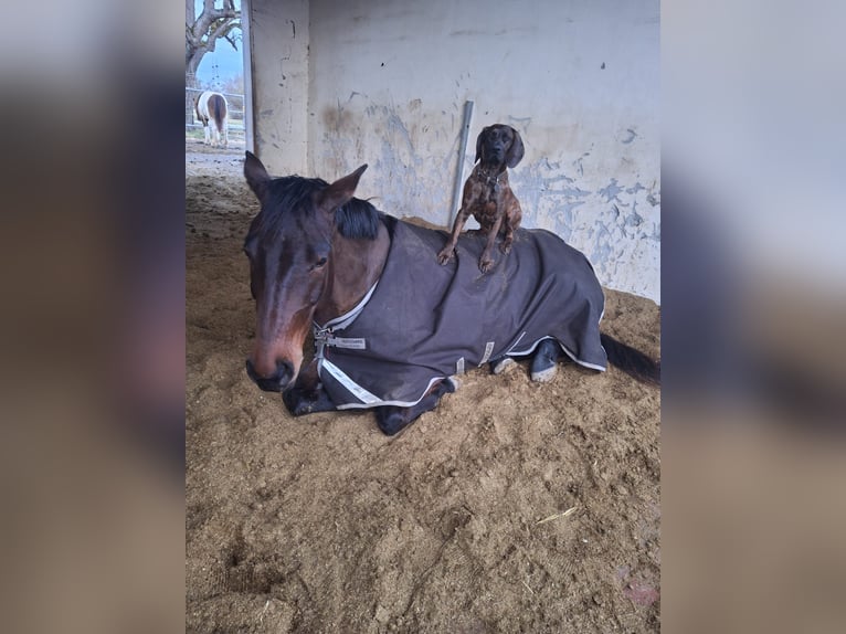 Württemberger Giumenta 7 Anni 170 cm Baio in Holzgerlingen