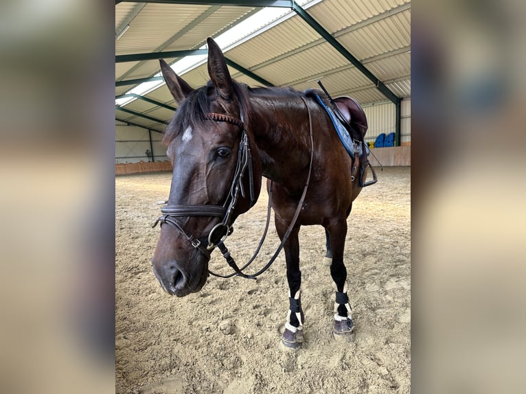 Württemberger Giumenta 7 Anni 173 cm Baio scuro in Königsbach-Stein