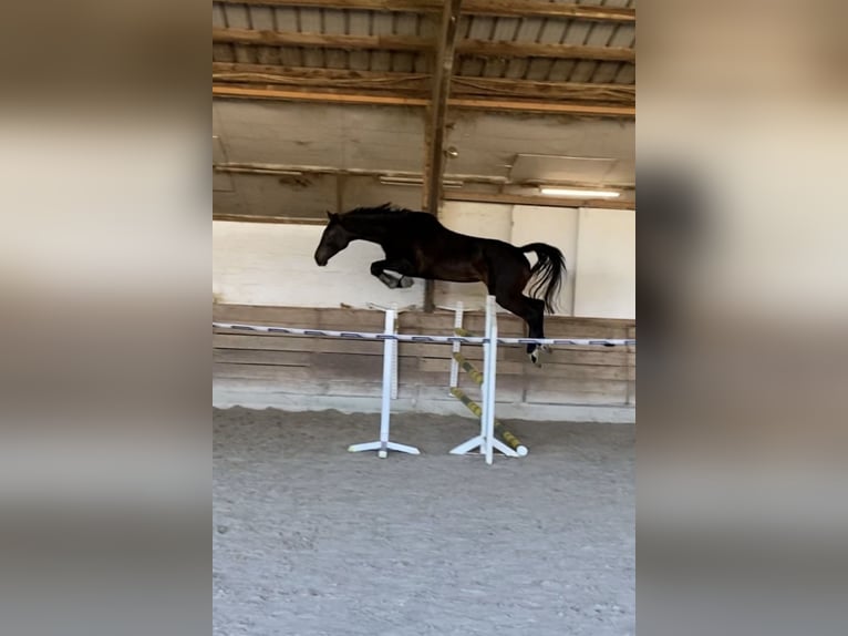 Württemberger Giumenta 8 Anni 178 cm Baio scuro in Murrhardt