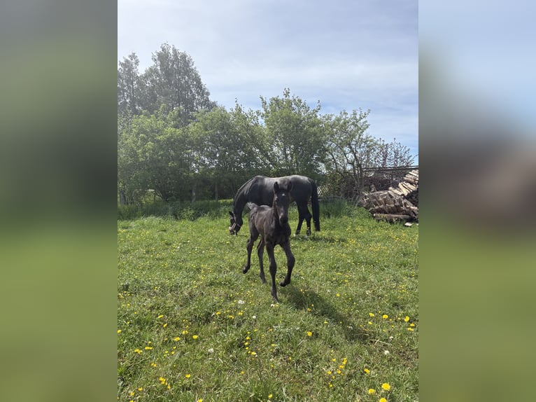 Württemberger Giumenta Puledri (04/2026) 170 cm Morello in Crailsheim