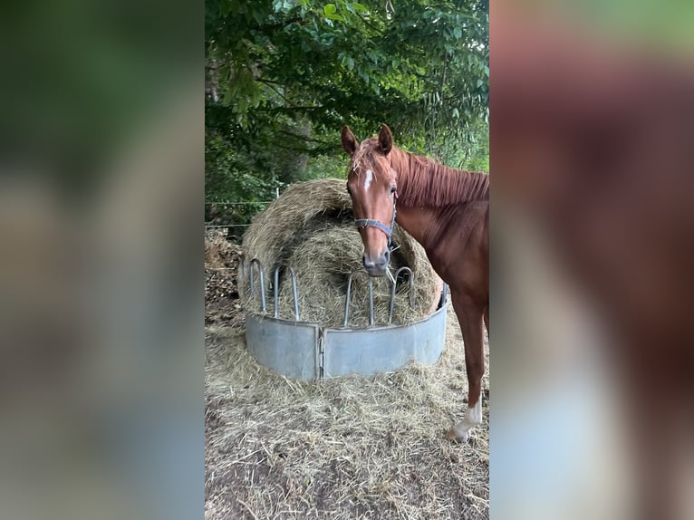 Württemberger Hengst 2 Jaar 168 cm Vos in Osterburken
