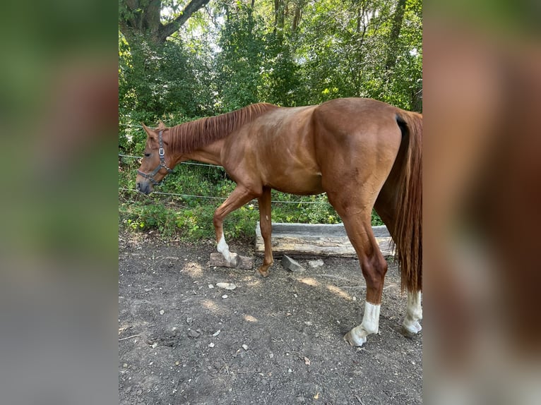 Württemberger Hengst 2 Jahre 168 cm Fuchs in Osterburken