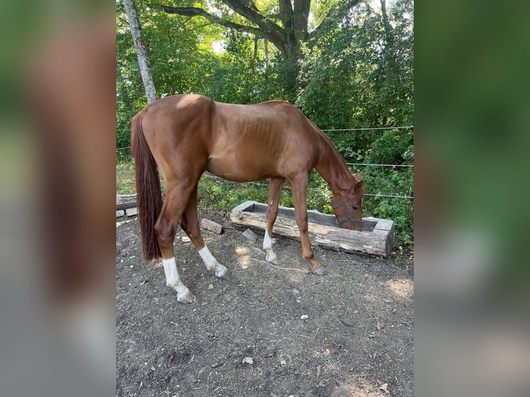 Württemberger Hengst 2 Jahre 168 cm Fuchs in Osterburken