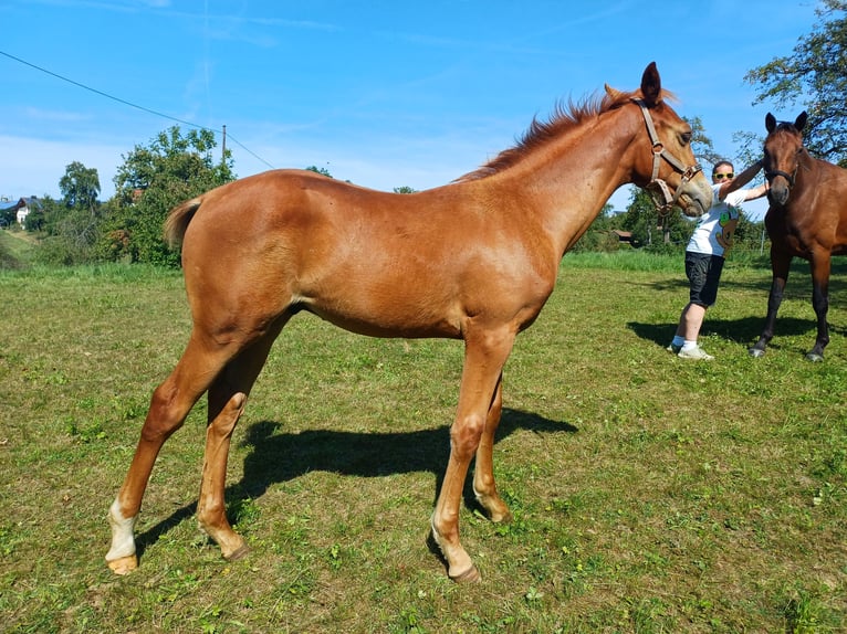 Württemberger Hengst Fohlen (05/2025) 165 cm Fuchs in Ebersbach an der Fils