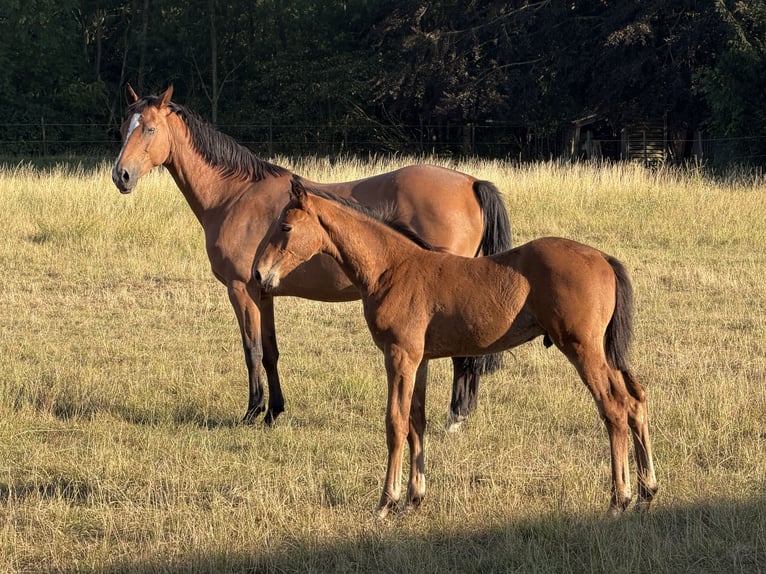 Württemberger Hengst Fohlen (06/2026) Brauner in Ascheberg