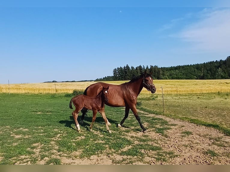 Württemberger Hengst Fohlen (05/2026) Brauner in Wört