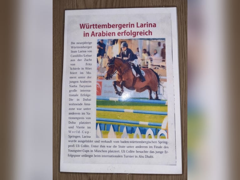 Württemberger Hengst Veulen (05/2026) Bruin in Wört