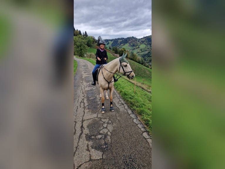 Württemberger Hongre 10 Ans 165 cm Palomino in Breisach am Rhein