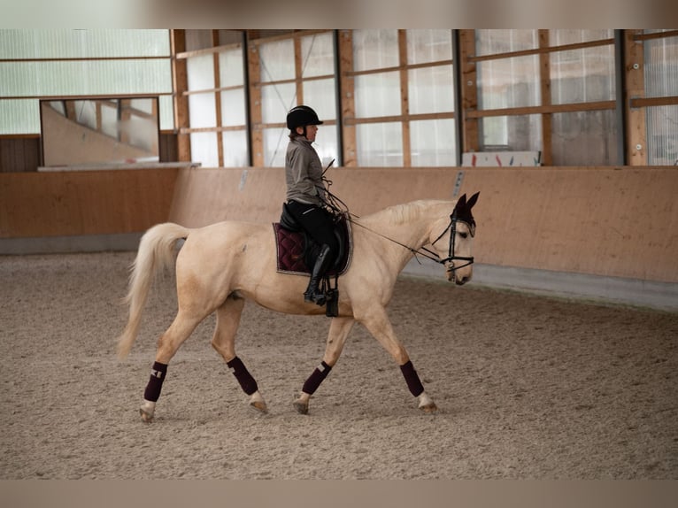 Württemberger Hongre 10 Ans 165 cm Palomino in Breisach am Rhein