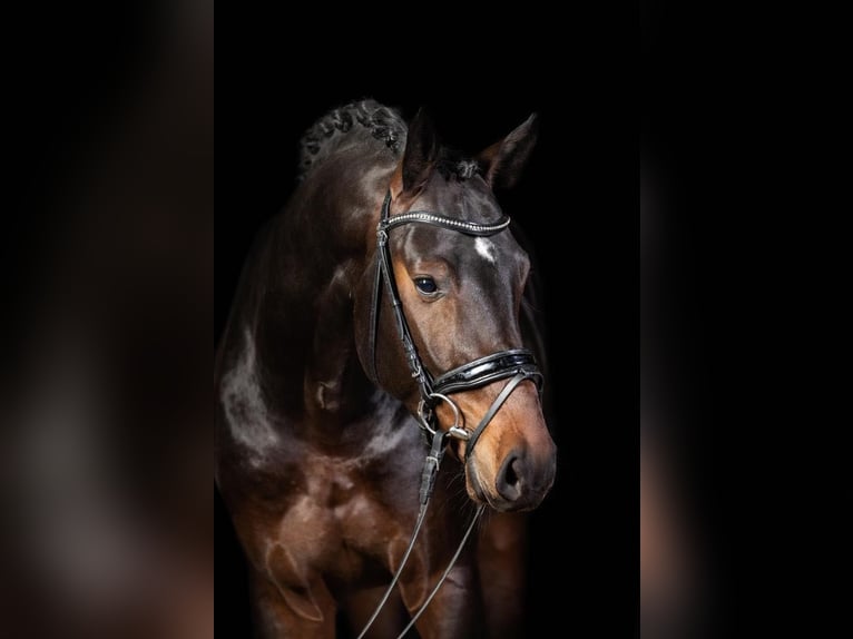 Württemberger Hongre 10 Ans 168 cm Bai in Henstedt-Ulzburg