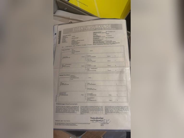 Württemberger Hongre 12 Ans 170 cm Noir in Bócsa