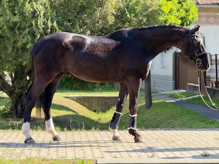 Württemberger Hongre 12 Ans 170 cm Noir in Bócsa