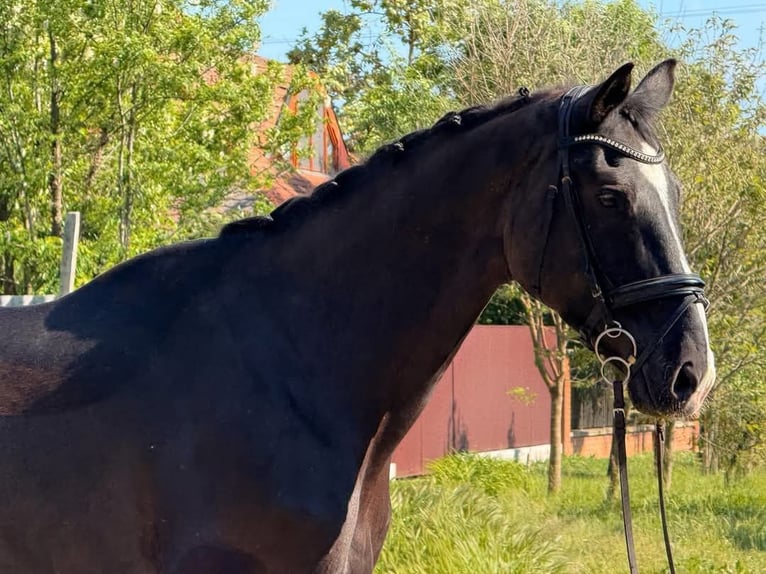 Württemberger Hongre 12 Ans 170 cm Noir in Bócsa