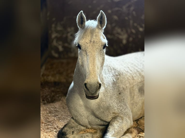 Württemberger Hongre 13 Ans 172 cm Gris moucheté in Buggingen