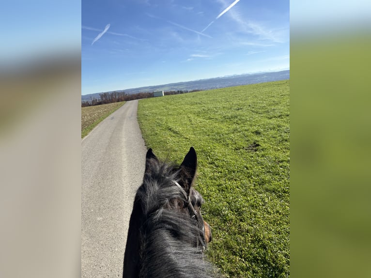 Württemberger Hongre 13 Ans 173 cm Bai brun in Baindt