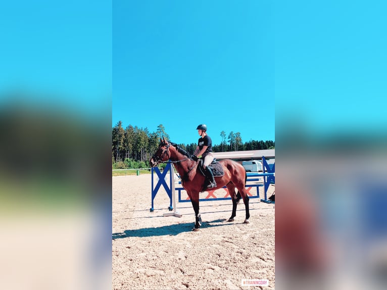 Württemberger Hongre 13 Ans 173 cm Bai in Tübingen