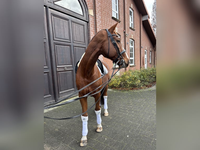 Württemberger Hongre 13 Ans 175 cm Alezan in Alpen