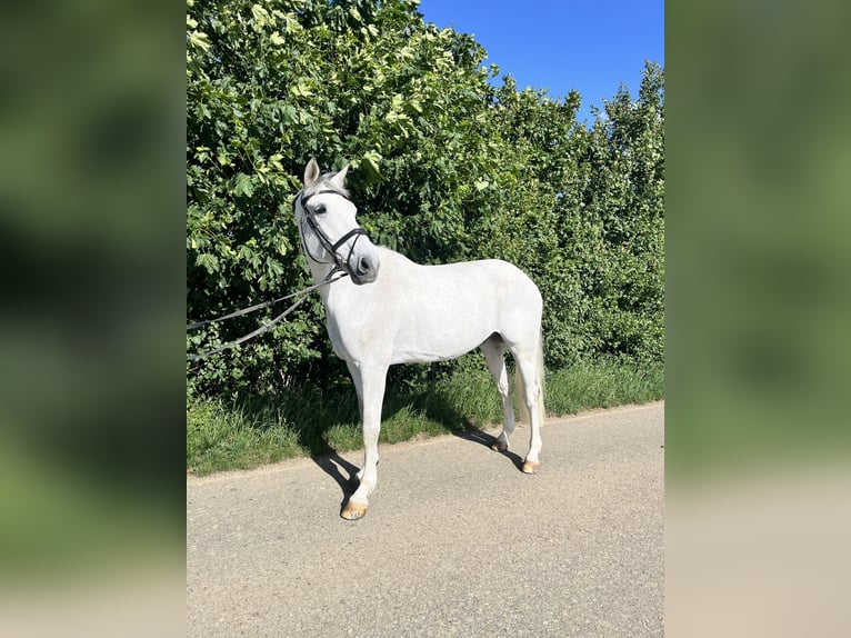 Württemberger Hongre 13 Ans 175 cm Gris in Neresheim