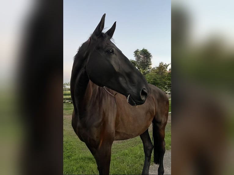 Württemberger Hongre 13 Ans 178 cm Noir in Zimmern ob Rottweil