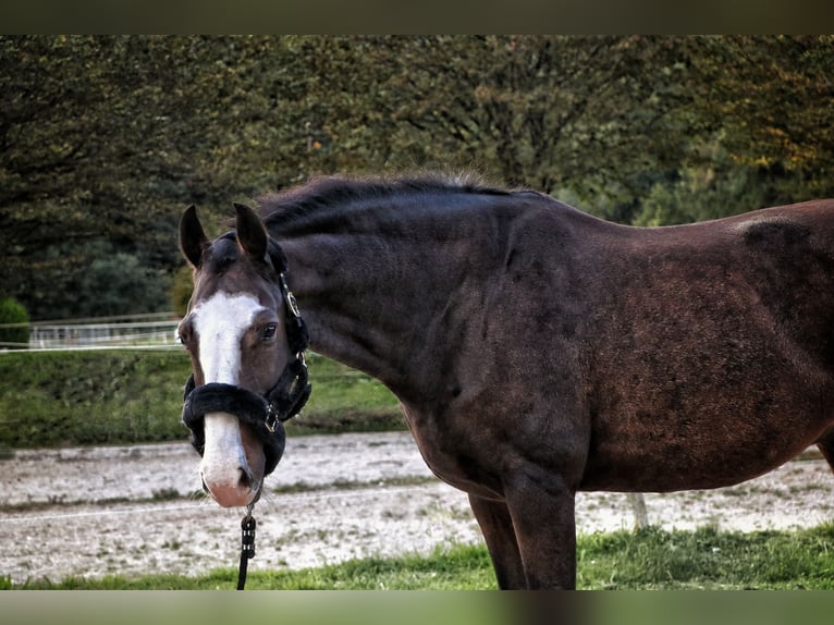 Württemberger Hongre 14 Ans 167 cm Bai brun in Bischofswiesen