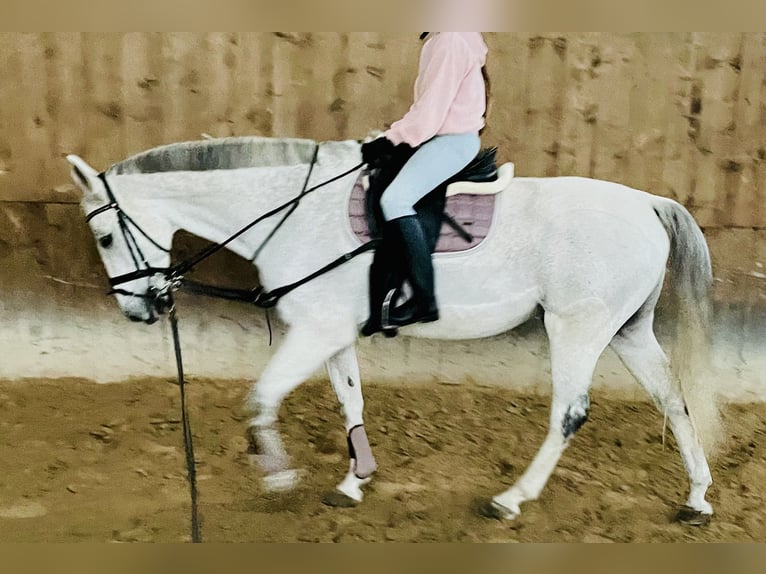 Württemberger Hongre 14 Ans 167 cm Gris in Nidda