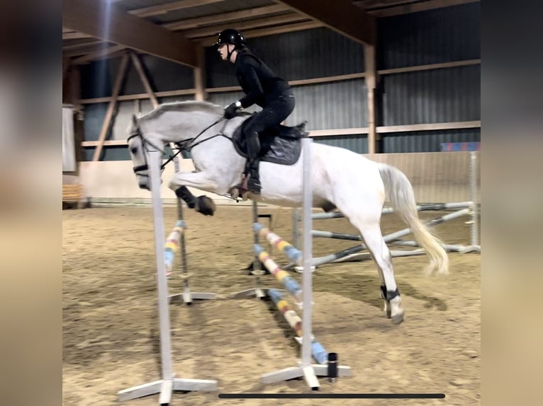 Württemberger Hongre 14 Ans 167 cm Gris in Nidda