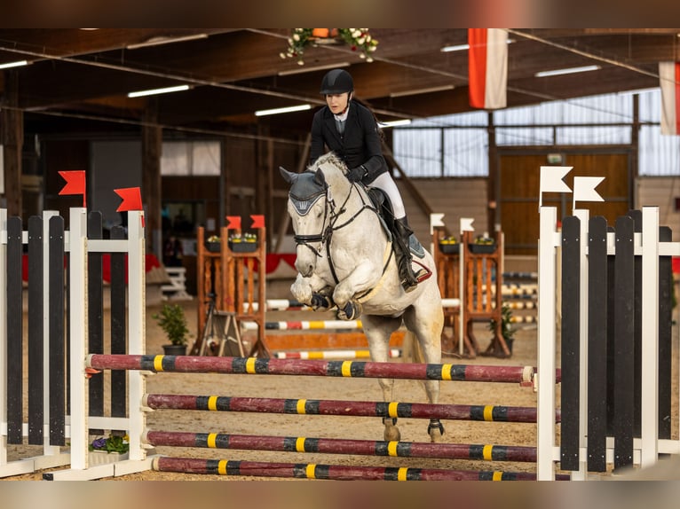 Württemberger Hongre 14 Ans 167 cm Gris in Nidda