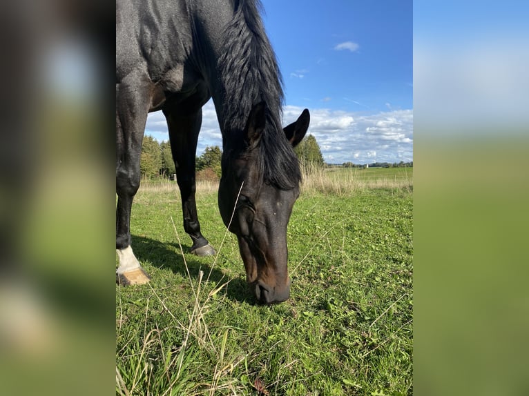 Württemberger Hongre 14 Ans 168 cm Bai brun in Nürnberg