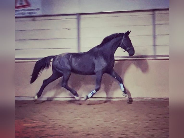 Württemberger Hongre 14 Ans 180 cm Noir in Rottweil