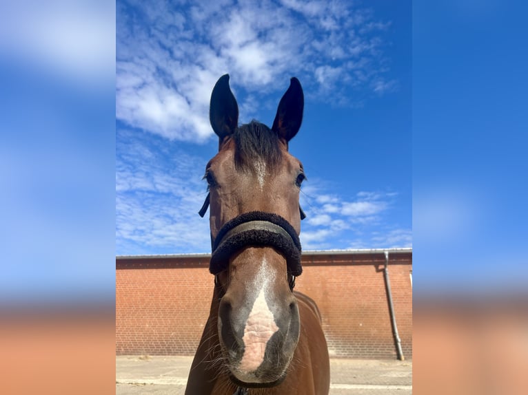 Württemberger Hongre 15 Ans 168 cm Bai clair in Trittau