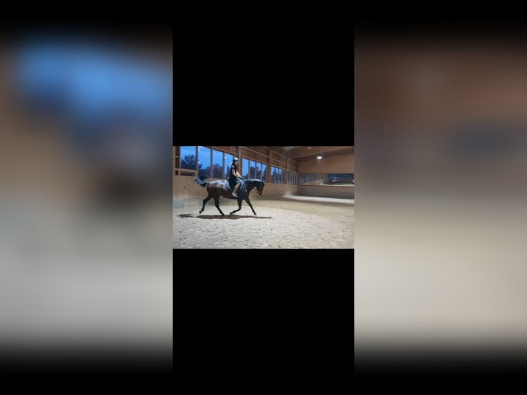 Württemberger Hongre 15 Ans 171 cm Bai in Steinheim am Albuch