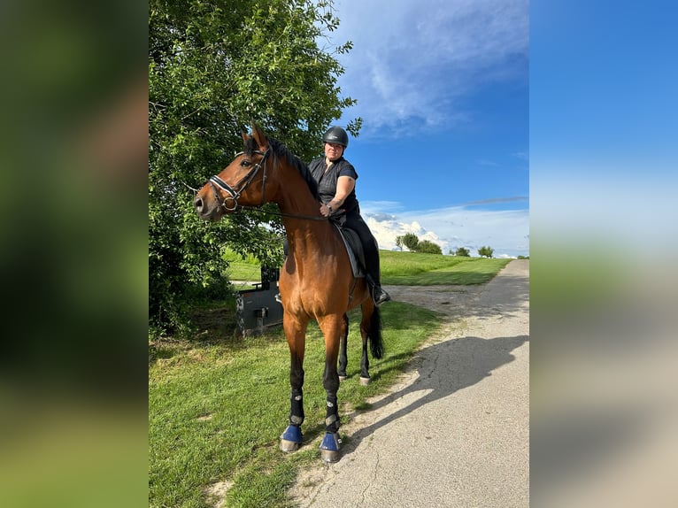 Württemberger Hongre 15 Ans 185 cm Bai in Bruchsal