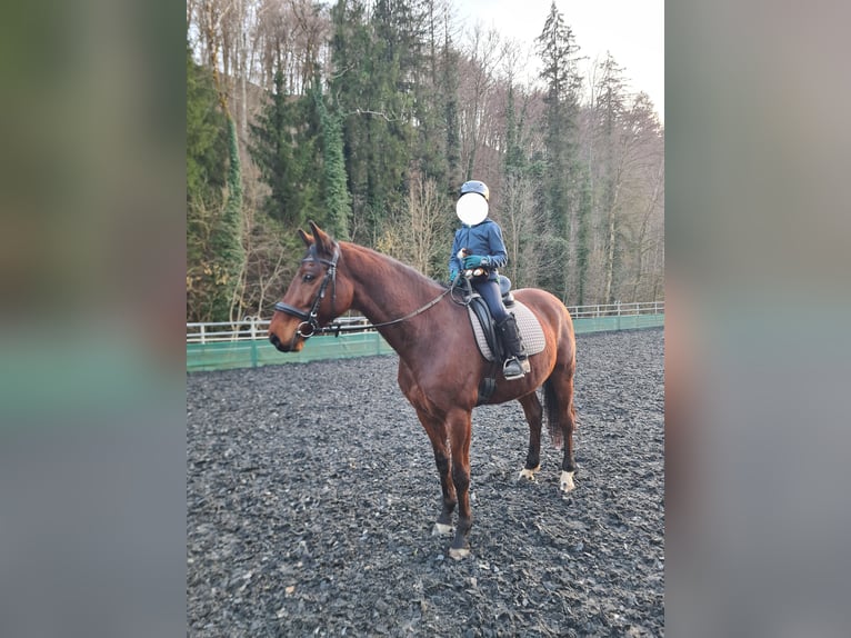 Württemberger Hongre 16 Ans 167 cm Bai in Lauchringen