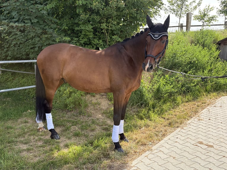 Württemberger Hongre 17 Ans 167 cm Bai in Eppingen