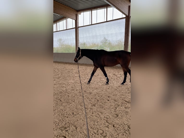 Württemberger Hongre 17 Ans 178 cm Bai in Rheinmünster