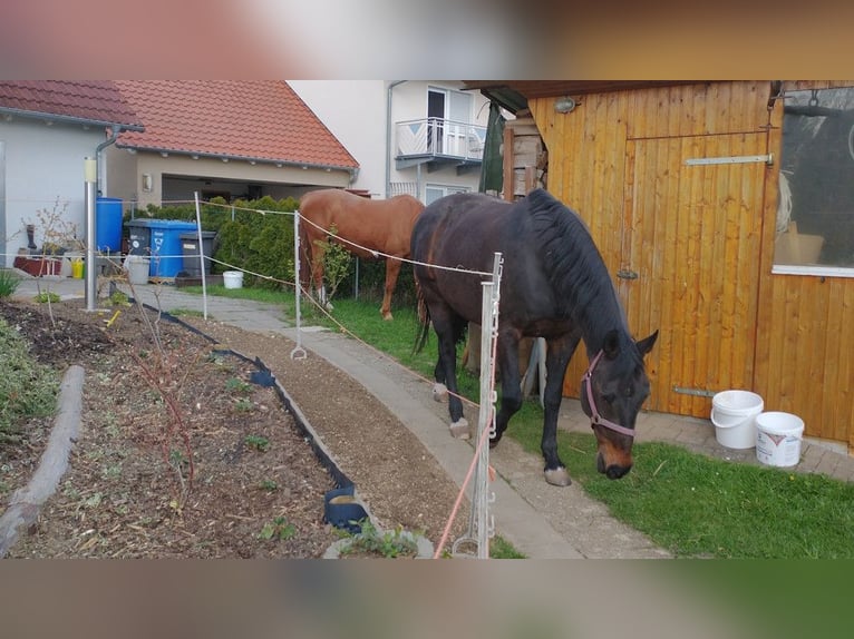 Württemberger Hongre 18 Ans 167 cm Bai brun foncé in Stödtlen