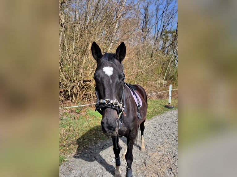 Württemberger Hongre 18 Ans 174 cm Bai brun in Baienfurt