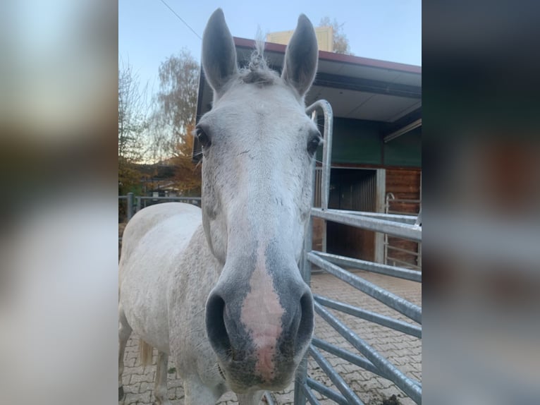 Württemberger Hongre 19 Ans 165 cm Gris moucheté in Simonswald
