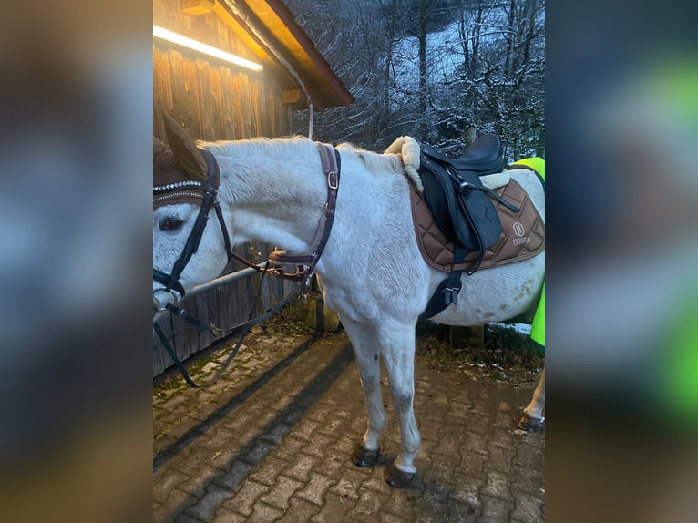 Württemberger Hongre 19 Ans 165 cm Gris moucheté in Simonswald