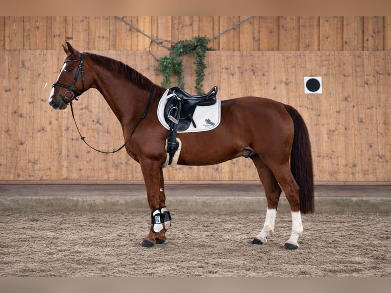 Württemberger Hongre 5 Ans 173 cm Alezan brûlé in Moosbach