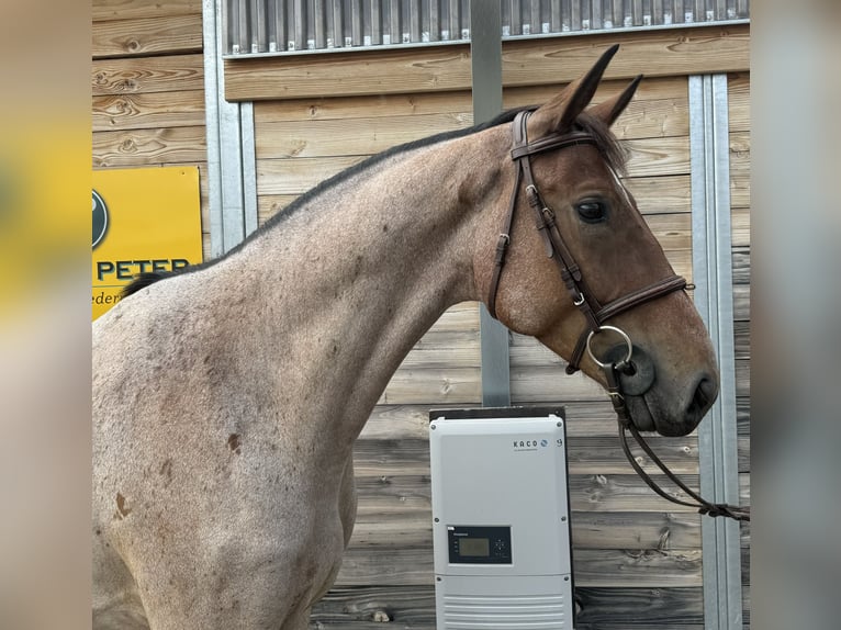 Württemberger Hongre 6 Ans 164 cm Roan-Bay in Breisach am Rhein