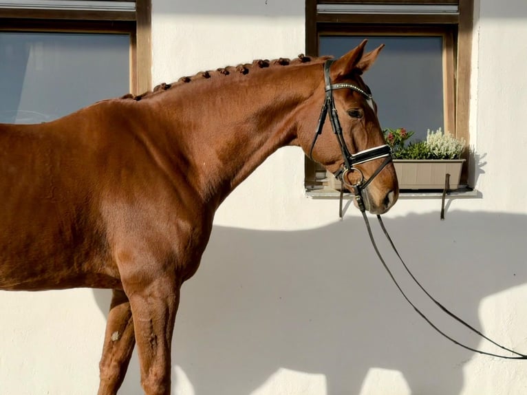 Württemberger Hongre 6 Ans 173 cm Alezan in Rottenburg an der Laaber