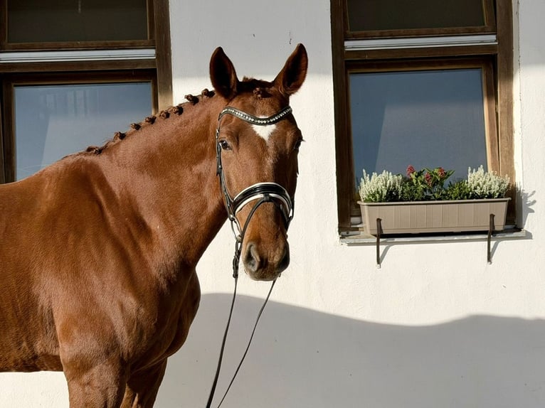 Württemberger Hongre 6 Ans 173 cm Alezan in Rottenburg an der Laaber
